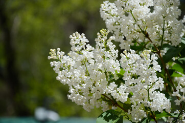 white flowers of a lilac