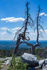 Dead forest and view from Mount Vottovaara in Karelia, Russia