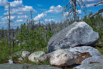 Dead forest and big stones on the top of Mount Vottovaara in Karelia, Russia