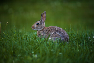Wild bunny rabbit in green grass