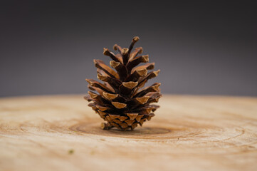 a pine cone on a wooden disc (Pinus)