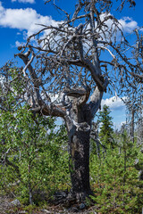 Dry trunks of bizarre-shaped trees on top of Mount Vottovaara in Karelia, Russia