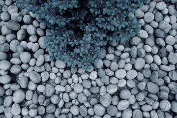 White round stones and needles. Background of stones and landscape design. High quality photo.