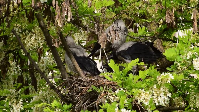 May fledged gray fledglings of birds Corvus cornix and adult bird in a nest on flowering acacia Robinia pseudoacacia in the foothills of the North Caucasus