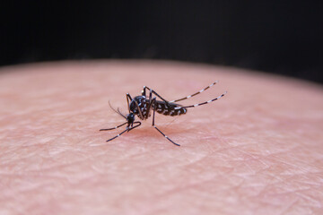 Close-up of Striped mosquitoes are eating blood on human skin. Mosquitoes are carriers of dengue fever and malaria