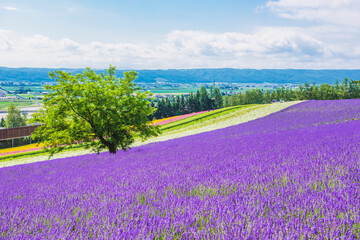 Lavender Field and Colourful Flower Garden in Summer at Tomita Farm, Hokkaido, Japan - obrazy, fototapety, plakaty