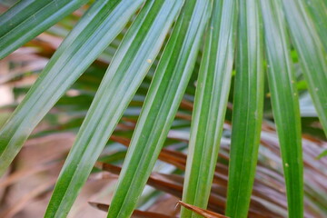 blurred leaf of palm tree background 