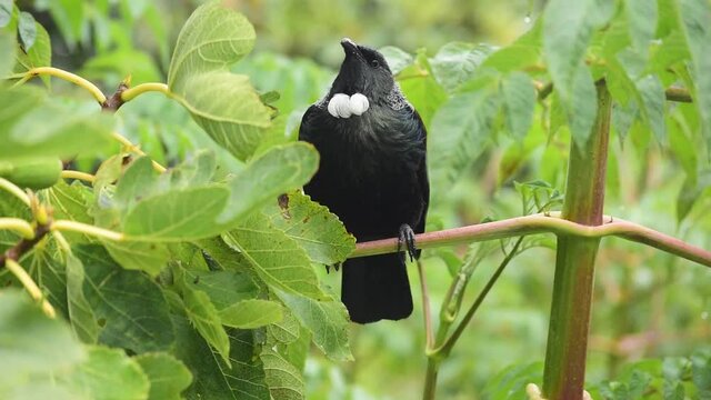 Tui bird sitting on a tree in the rain eating the figs