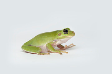Dumpy frog  on white background