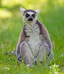 Ring tailed lemur (Lemur catta)