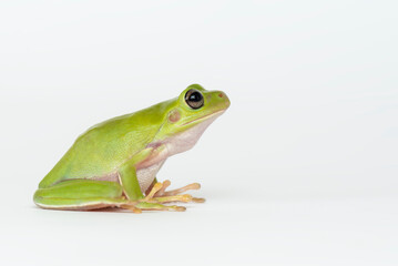 Dumpy frog  on white background