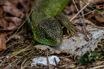 European green lizard resting in grass