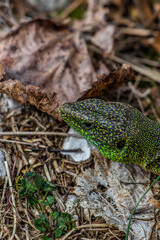 European green lizard head shot