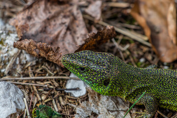 European green lizard head shot, close up