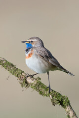 The Bluethroat at dawn (Luscinia svecica)