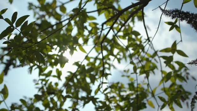 &Auml;ste mit Lavendel in der Sonne 08