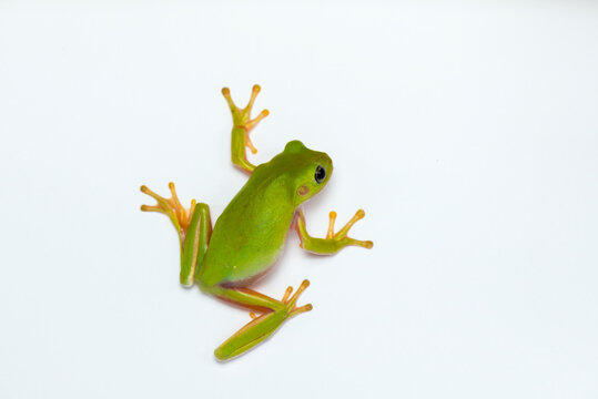 Dumpy frog  on white background