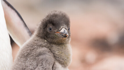 close up of an adelie penguin chick