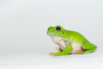 Dumpy frog  on white background