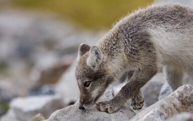 arctic fox vulpes
