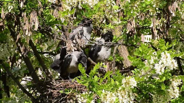 Spring fledged May gray fledglings of birds Corvus cornix in a nest on flowering acacia Robinia pseudoacacia in the foothills of the North Caucasus