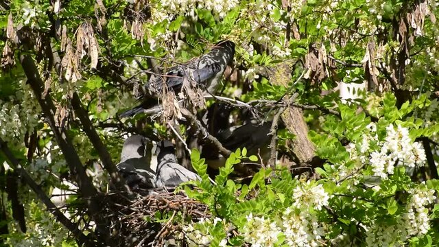 Spring fledged May gray fledglings of birds Corvus cornix are sitting in a nest on flowering acacia Robinia pseudoacacia in the foothills of the North Caucasus
