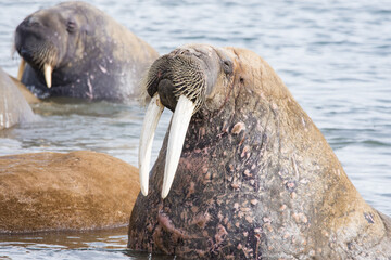 arctic walrus