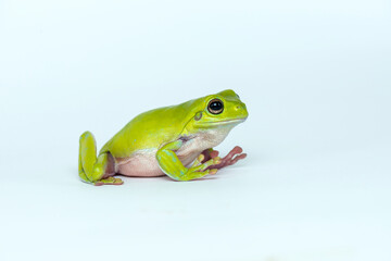 Dumpy frog  on white background