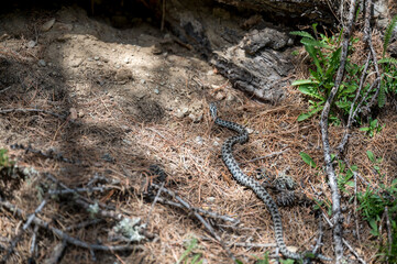 Kreuzotter im Val Roseg, Engadin