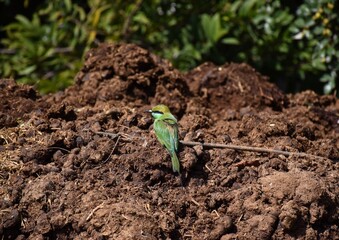 Green bee-eater