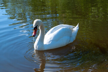 Fototapeta premium white swan swims in the lake. beautiful water bird. photo