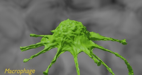macrophage in three dimension illustration