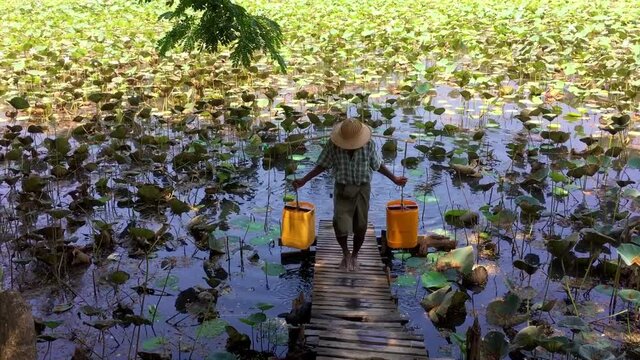 Old asian man in strawhat carries a pair of buckets on a bamboo yoke. Reservoir of water with waterlilies in Rangun, Myanmar. Sunny day.