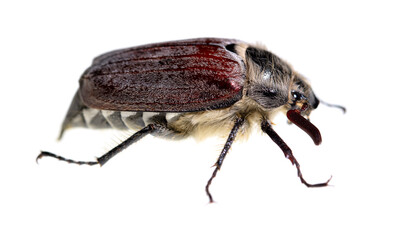 Beetle on a white background.