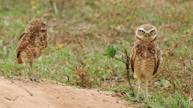 Two wild burrowing owls looking and one jumps. Athene cunicularia