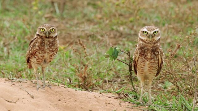 Two wild burrowing owls looking at you. Athene cunicularia