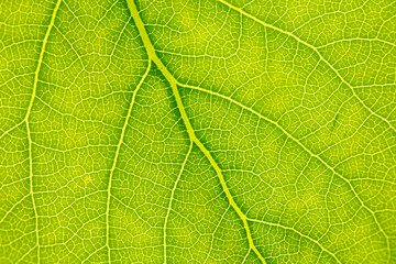 Green leaf with tree as abstract background.