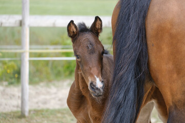 Close-up of a little brown mare foal, the foal looks from behind the mother's tail.