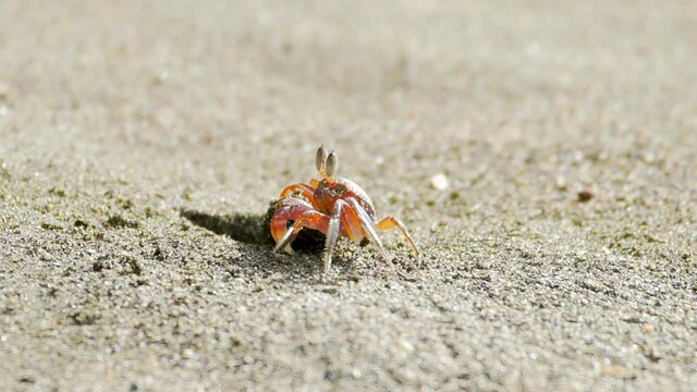 Red crab pulls out and throws sand out of hole. Slow motion.