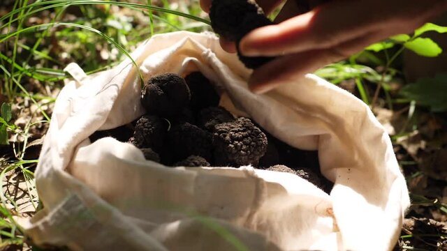 Collecting black truffles in bag lying on the gorund in the forest. Slow motion