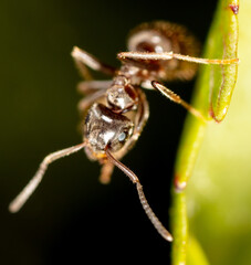 Portrait of an ant in nature.