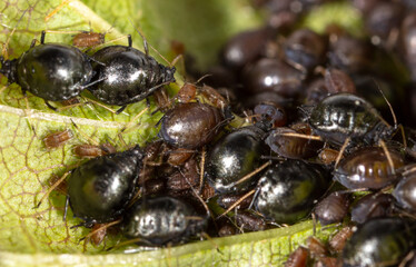 Aphids on a green leaf in nature.