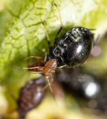 Aphids on a green leaf in nature.