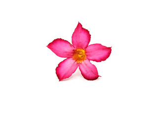 Beautiful Desert Rose or Adenium flower or Azalea flower isolated on white background