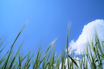 а white cloud in the blue sky and green spikelets