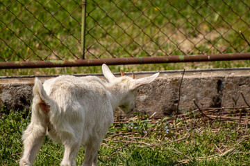 Fototapeta premium Small domestic goat on field