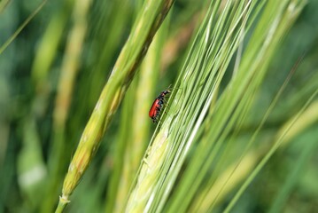 red and black beetle is sitting on a green spikelet