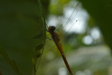 dragonfly on a branch