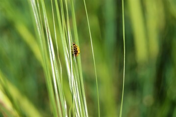 a yellow ladybug is  on a green spikelet