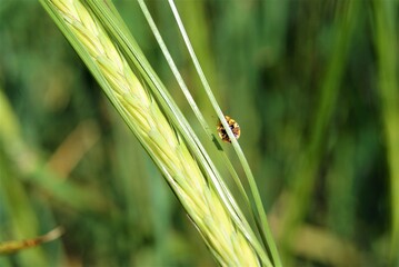 a yellow ladybug is hiding on a green spikelet